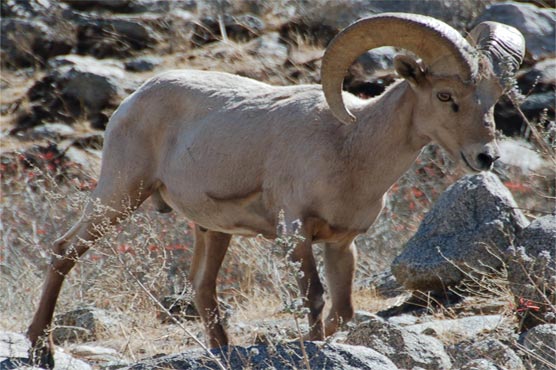 Bighorn sheep escapes Los Angeles Zoo, dies after car strikes it