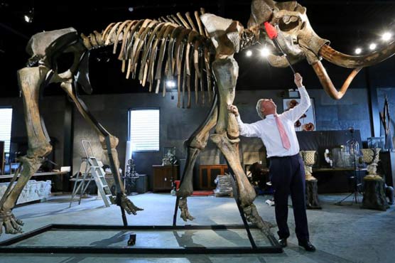 Mammoth skeleton sold for $300,000 at UK auction