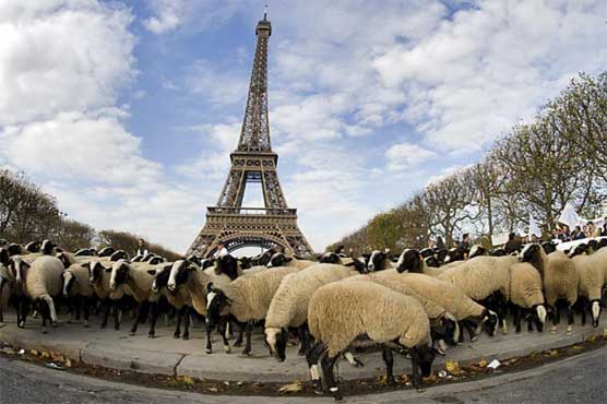 Sheep flock to Eiffel Tower as French farmers cry wolf