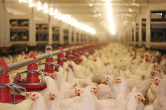 Hundreds of chickens killed by intruders at California farm: police