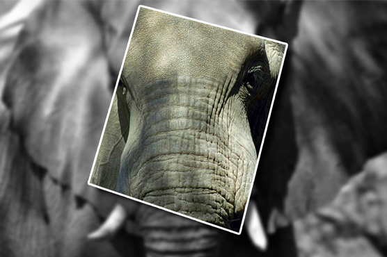 Thousands march worldwide for rhino, elephant protection 