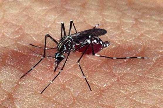 6 die in dengue virus outbreak in southern China