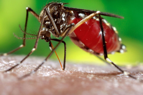 Another 17 dengue cases surface in Rawalpindi