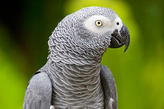 California parrot that vanished for four years returns speaking Spanish 