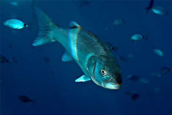 Sri Lanka faces EU fish export ban