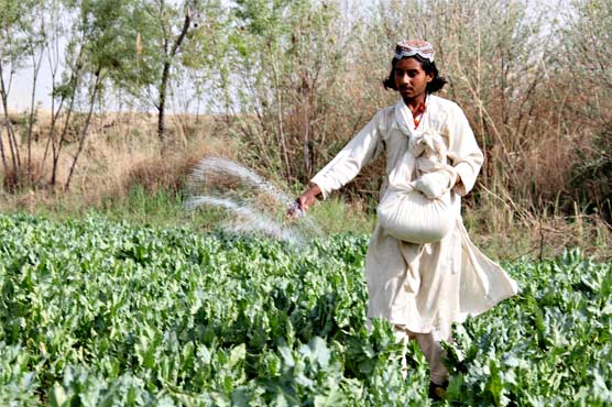 Afghan poppy growing hit record high in 2013: US