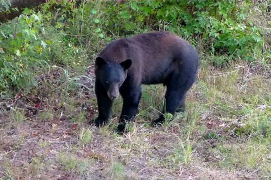 Florida man shoots 400-pound bear breaking into his house