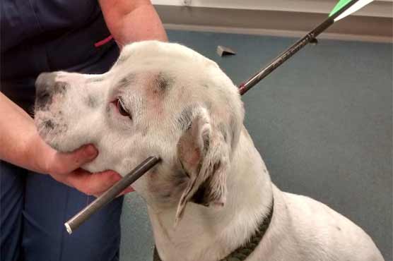 Dog found alive with crossbow bolt shot through his head