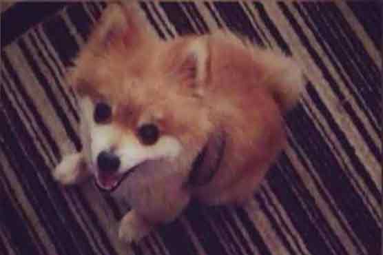 California man accused of cooking ex-girlfriend's dog