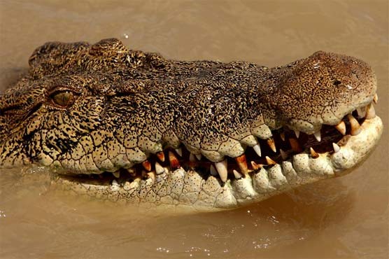 Drunken hunter fights off Australian croc with an eye-poke
