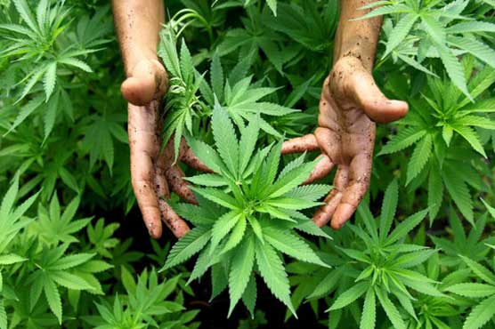 Pizza industry gets 'pot-infused' pizza sauce