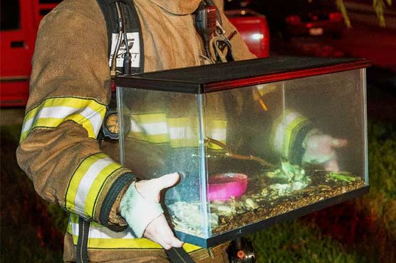 Texas firefighters rescue pet frog from blaze