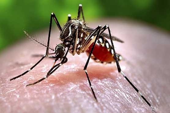 Dengue on the rise in Punjab, 2 more cases reported