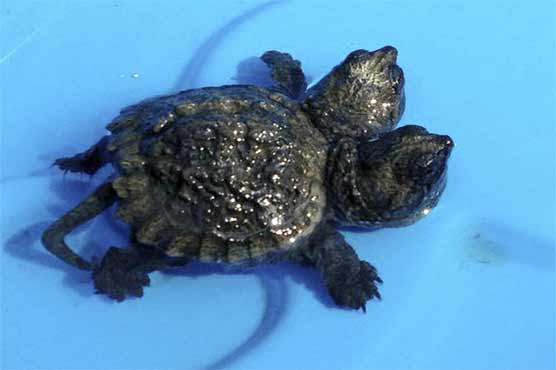 Woman finds 2-headed baby snapping turtle