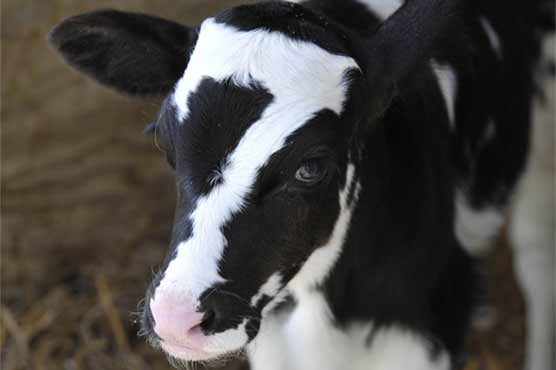 Calf with '7' on its head 