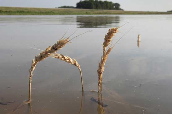 Shujabad: River Chenab flood causes wheat loss on large scale