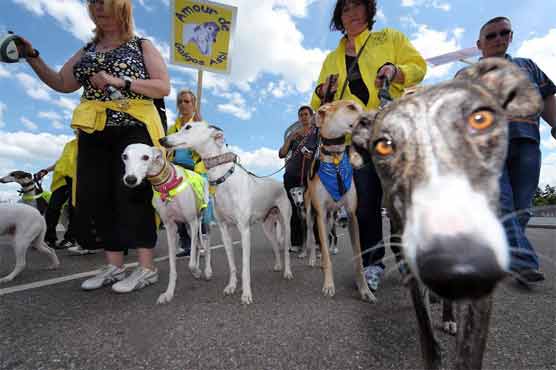 More than 50 dead greyhounds found dumped in Australia