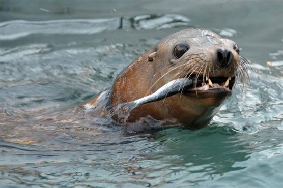 Hungry sea lion pulls man holding fish off boat in California