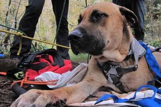 Dog rescued, recovering after falling 230 feet down Oregon cliff