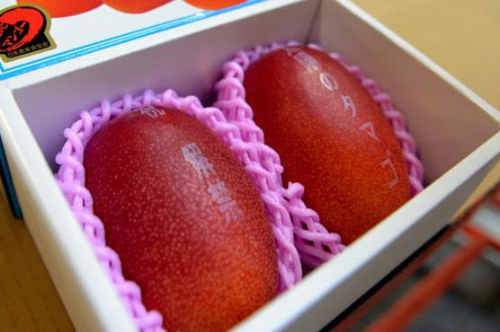 Pair of Japanese mangoes? Sold to the man with $2,500