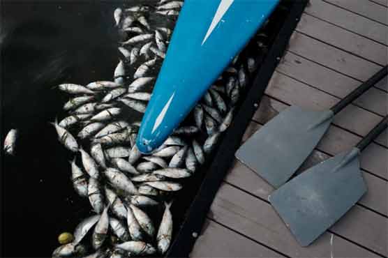 Olympics: Thousands of dead fish foul Rio rowing venue