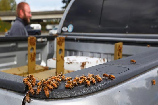 Highway abuzz with millions of bees after big truck tips