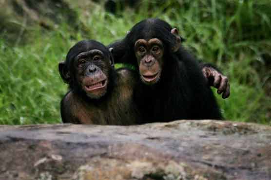 N.Y. judge to consider claims that chimpanzees are 'legal persons'