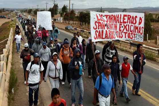 Mexican farm workers protest over 'exploitation'