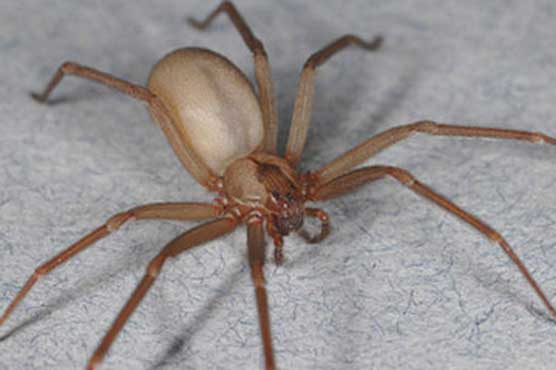 School closes after venomous spiders found for a 3rd time