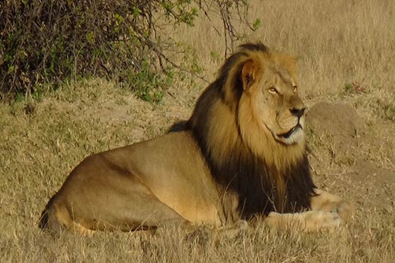Conflicting reports over 'killing' of Cecil the lion's brother in Zimbabwe