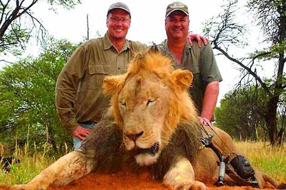 'Cecil the lion' trial postponed in Zimbabwe: judge