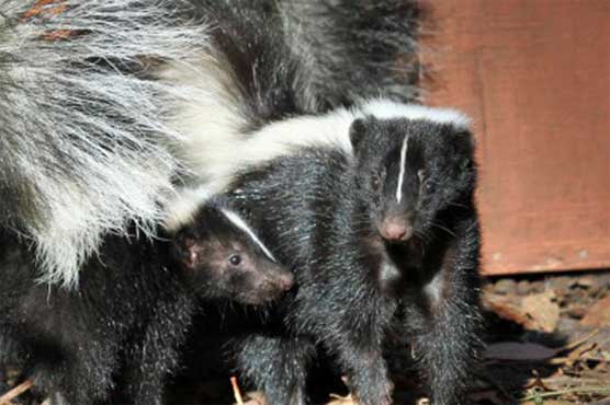 2 baby skunks found in NYC subway station