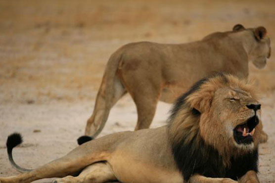 Zuma calls Cecil death "just an incident"