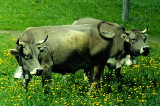 Swiss farmer ordered to end cow bell clamour 