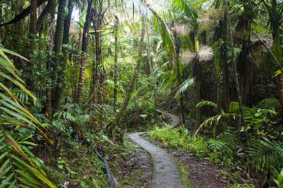 Man in bear costume harasses grizzlies in Alaska, motive unclear