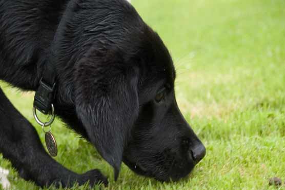 Greek dog sniffs out prison caper