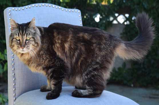 Guinness: 26-year-old cat in Oregon is world's oldest alive