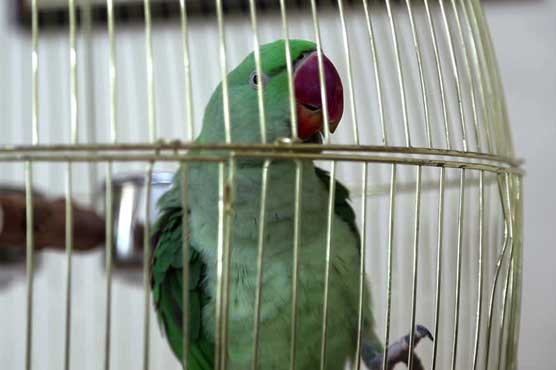 Parrot arrested over 'abusing' elderly lady in India