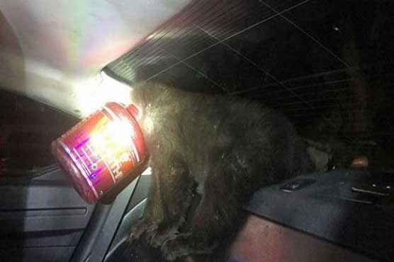 Colorado cops rescue bear cub with head stuck in tub