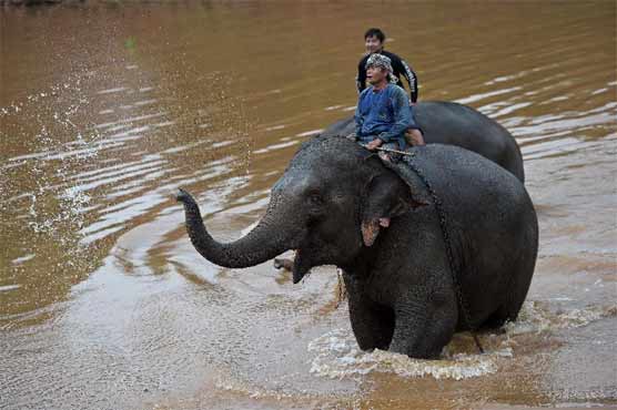 Thai elephant kills keeper, runs off with 3 Chinese on its back
