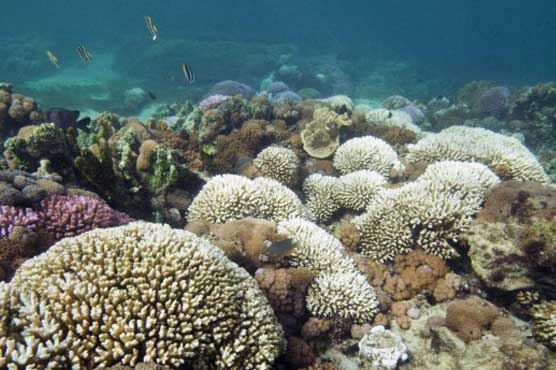 Qatar coral reef at risk from warming seas 