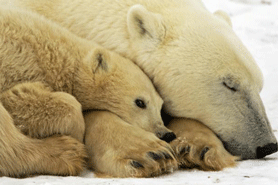 Google opens online window on toll of climate change