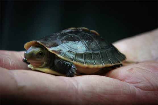 Canadian caught with 51 turtles in his pants pleads guilty in Michigan