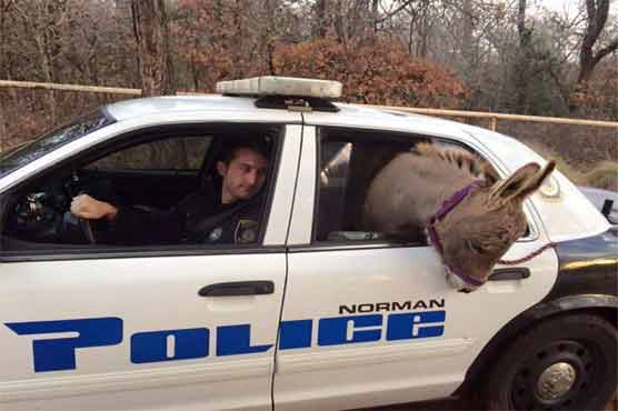 Oklahoma officer drives miniature donkey to safety