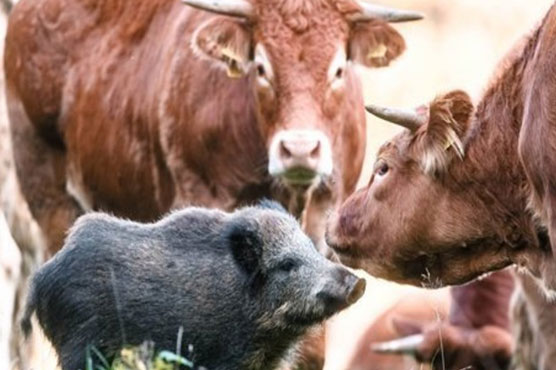 Little Wild Boar Finds New Family With Herd Of Cattle