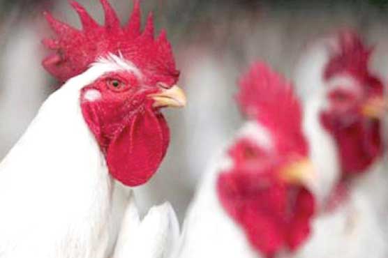 Eggs, meat prices to rise following duty on imported chicken