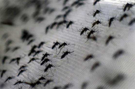 World's first dengue fever vaccine cleared by Mexico