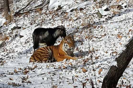 Tiger and goat forge unlikely friendship in Russian zoo