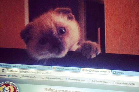 Disgruntled Siberian city wants Barsik the cat as mayor