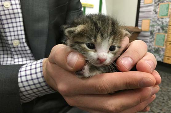 Tiny kitten rescued from conveyor belt at recycling plant